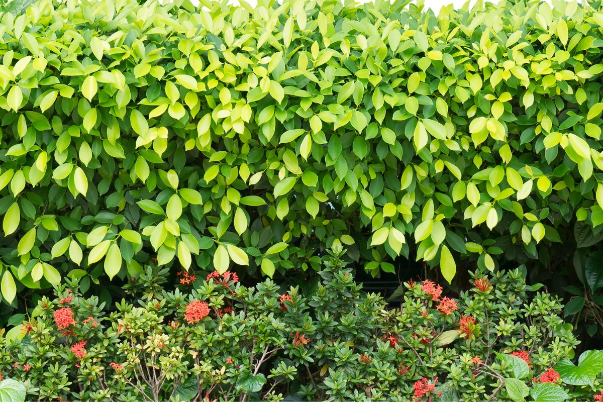 a hedge plant and plants with red flowers.