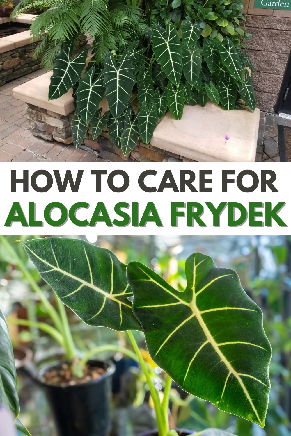 Get ready to experience the beauty and abundance of Alocasia Frydek with our comprehensive guide. Learn how to care for these gorgeous plants to keep them healthy, vibrant and thriving all year round. Follow this step-by-step guide and you'll be on your way to adding stunning foliage to your living space! via @wondermomwannab