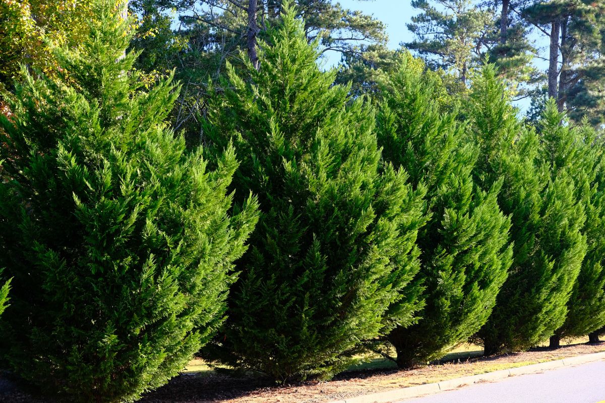 several leyland cypress plants.