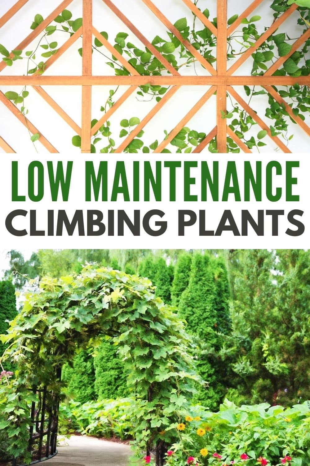 Low maintenance evergreen climbing plants are a great way to bring beauty to outdoor spaces without the hassle of regular upkeep. #lowmaintenance #evergreenclimbingplants #climbingplants #evergreenclimbers #gardening via @wondermomwannab