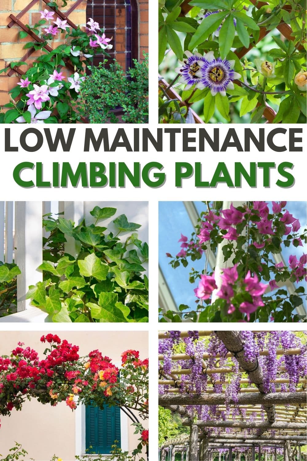 a collage of six different plants with title text reading Low Maintenance Climbing Plants.