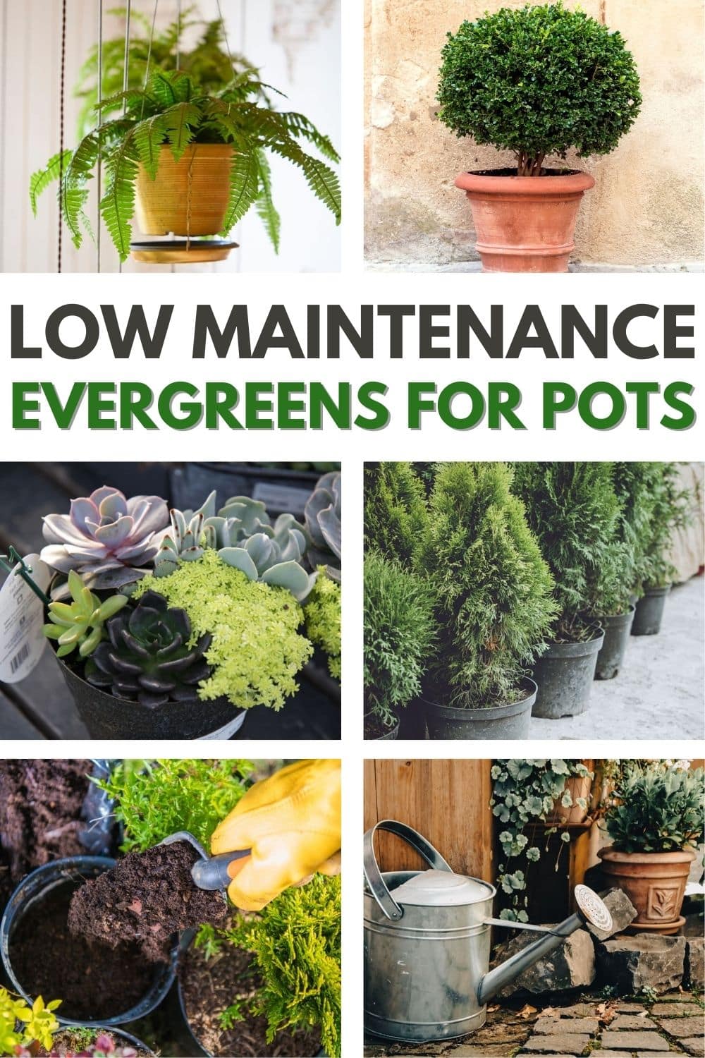 If you're looking for an easy way to add year-round greenery, then these low maintenance evergreen plants for pots are just what you need.  #lowmaintenanceevergreenplantsforpots #lowmaintenance #lowmaintenanceplants #evergreenplants #plantsforpots via @wondermomwannab