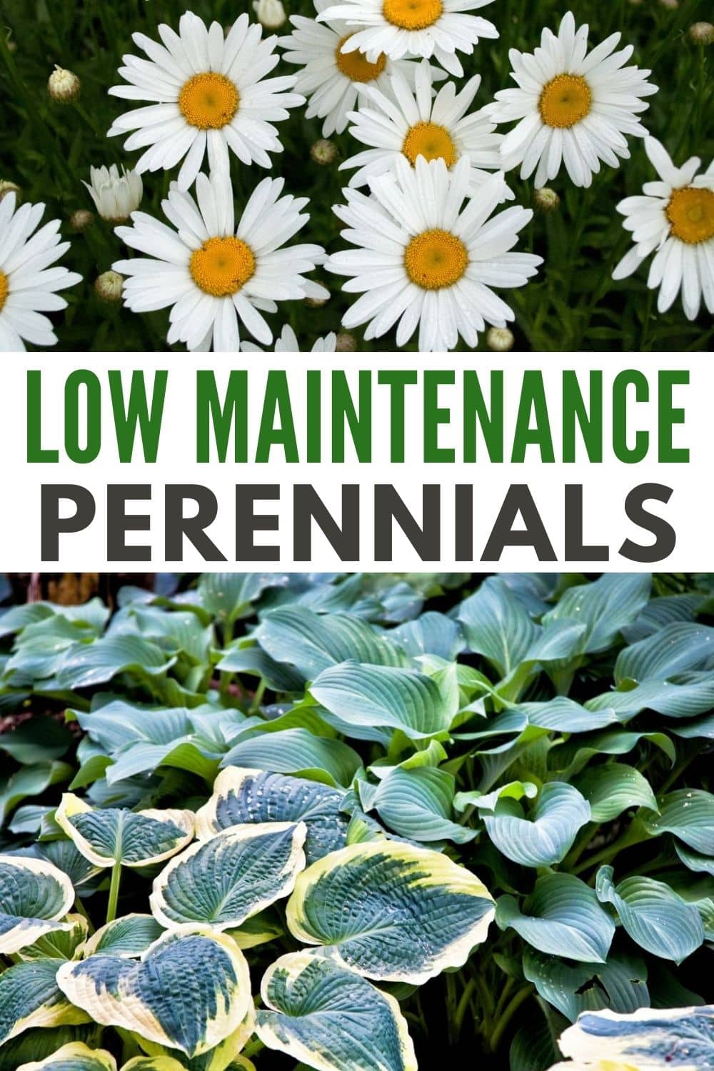 Low Maintenance Perennials are an ideal choice for gardeners to add color to their landscape without a ton of effort to maintain them. #lowmaintenanceperennials #lowmaintenance #landscaping #gardening #perennials via @wondermomwannab