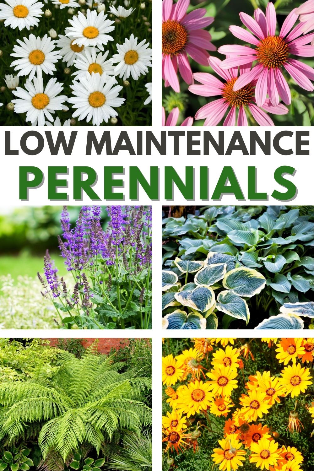 a collage of 6 different colorful plants with title text reading Low Maintenance Perennials.