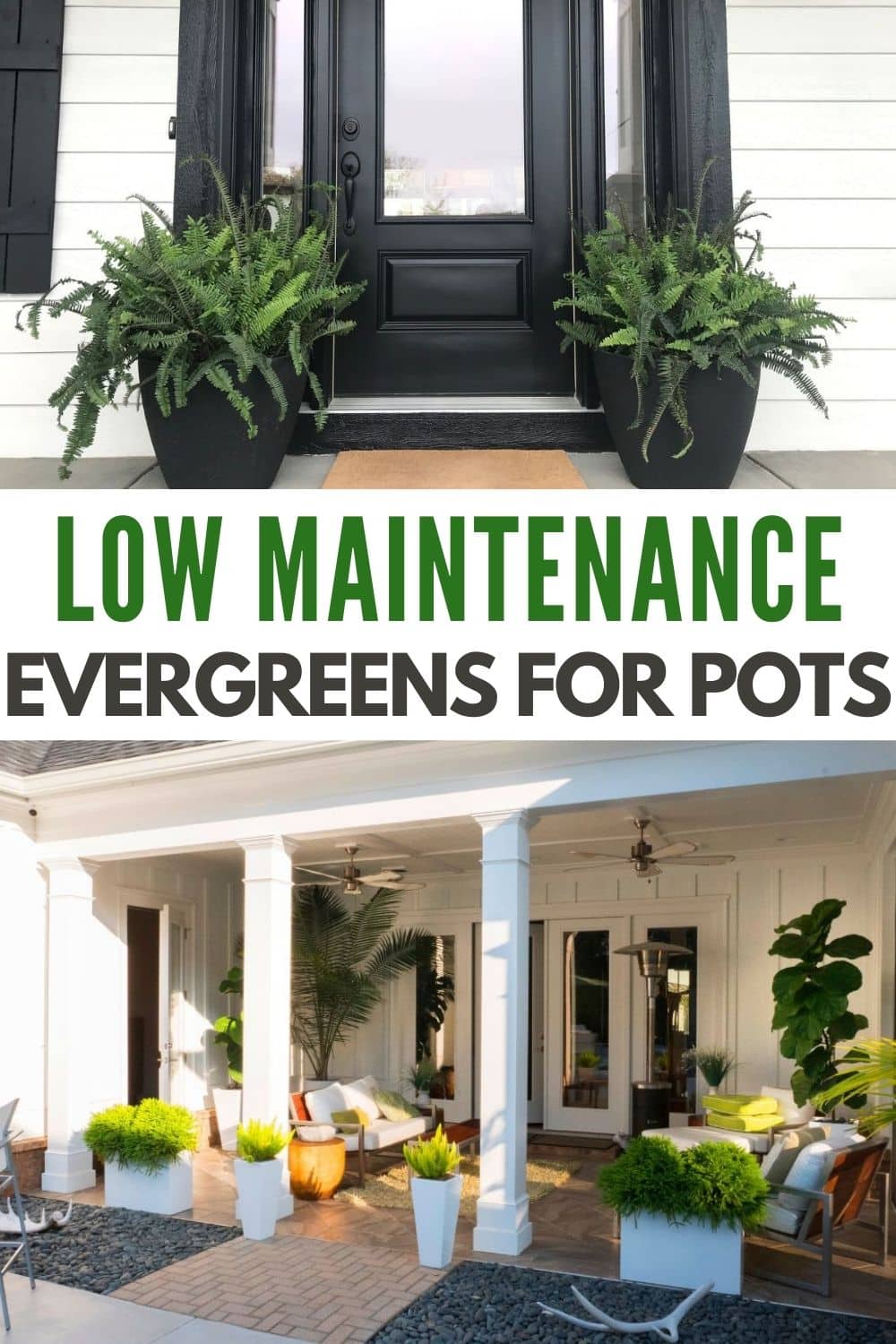 If you're looking for an easy way to add year-round greenery, then these low maintenance evergreen plants for pots are just what you need.  #lowmaintenanceevergreenplantsforpots #lowmaintenance #lowmaintenanceplants #evergreenplants #plantsforpots via @wondermomwannab