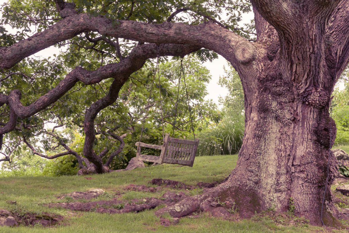 a tree with large branches with a wooden swing hanging from it.
