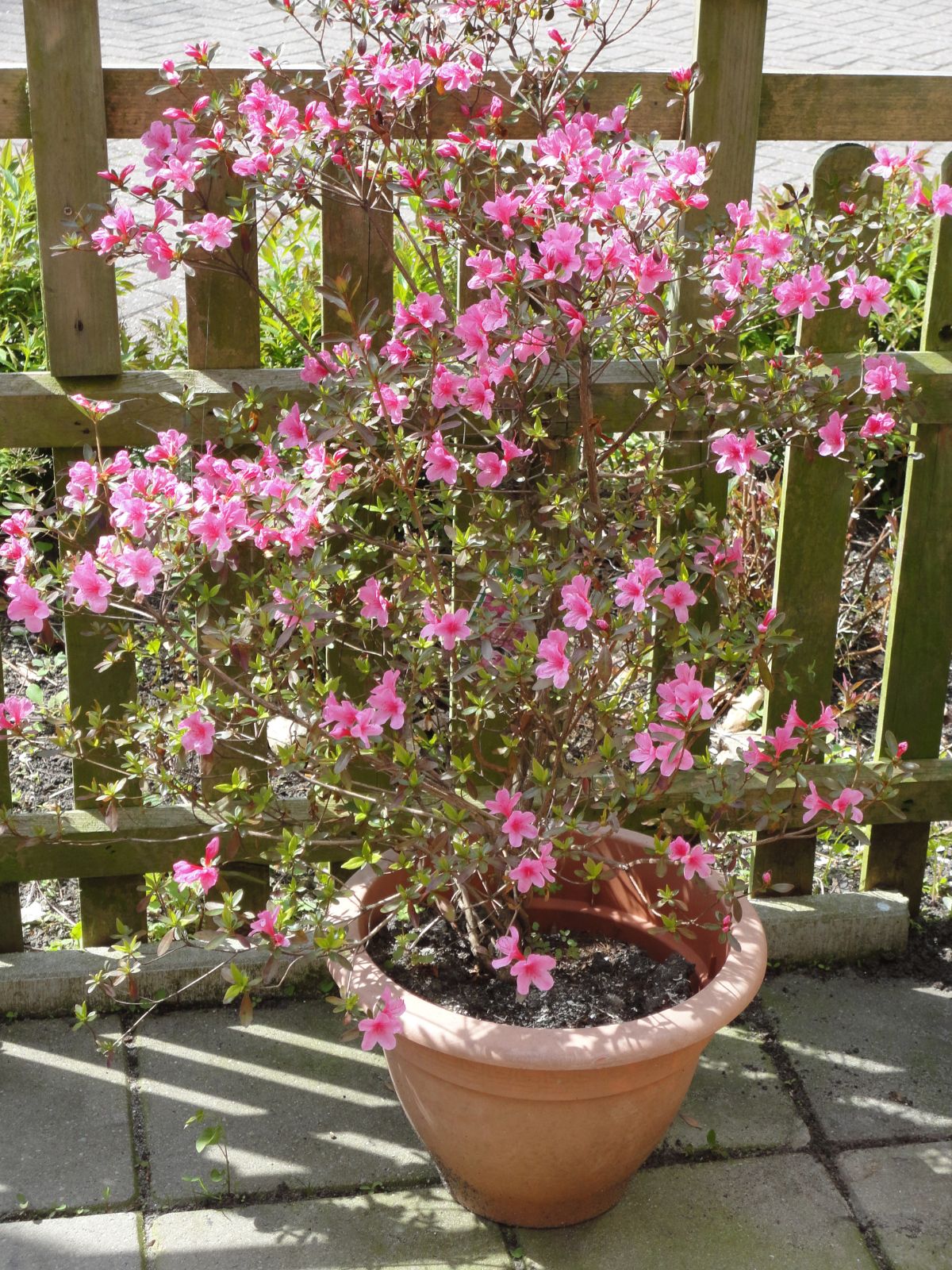 two images of pink flowering plants in pots.