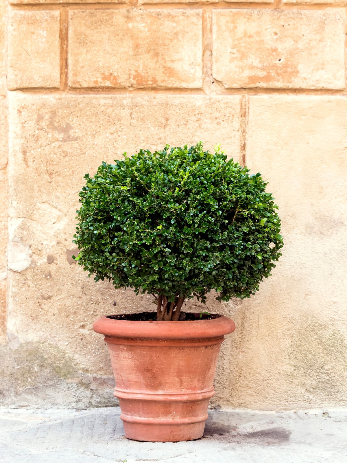 a shrub in a pot in front of a brick wall.