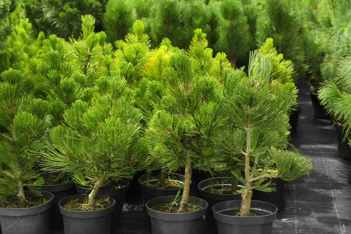 several evergreen trees in pots.