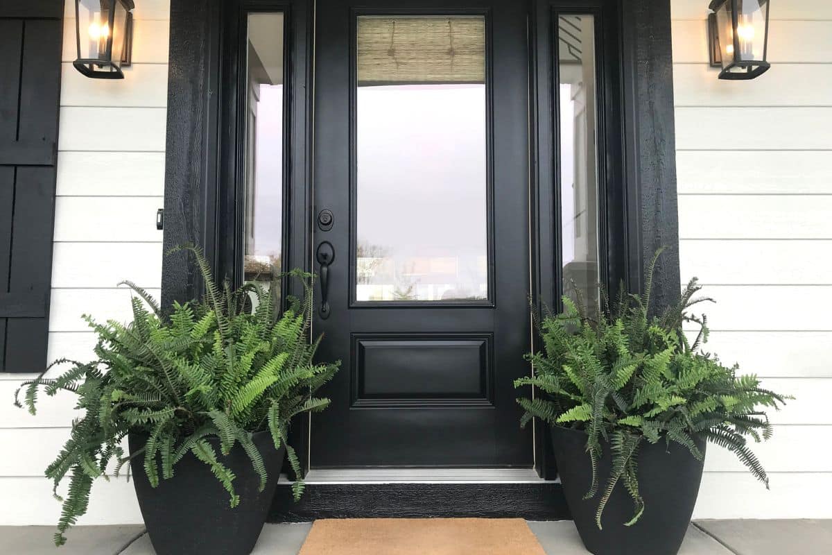 two low maintenance evergreen plants for pots in front of a front door.