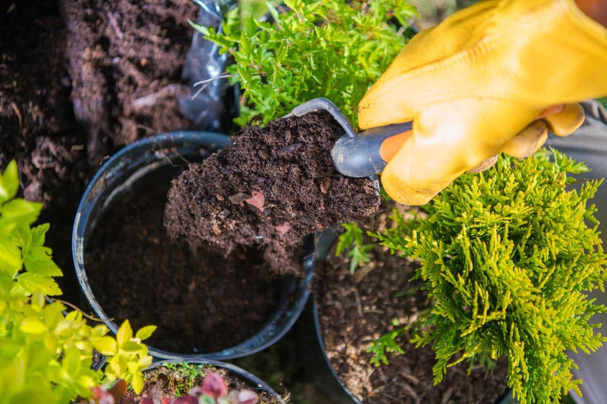 a gloved hand using a gardening shovel to add soil to a pot.