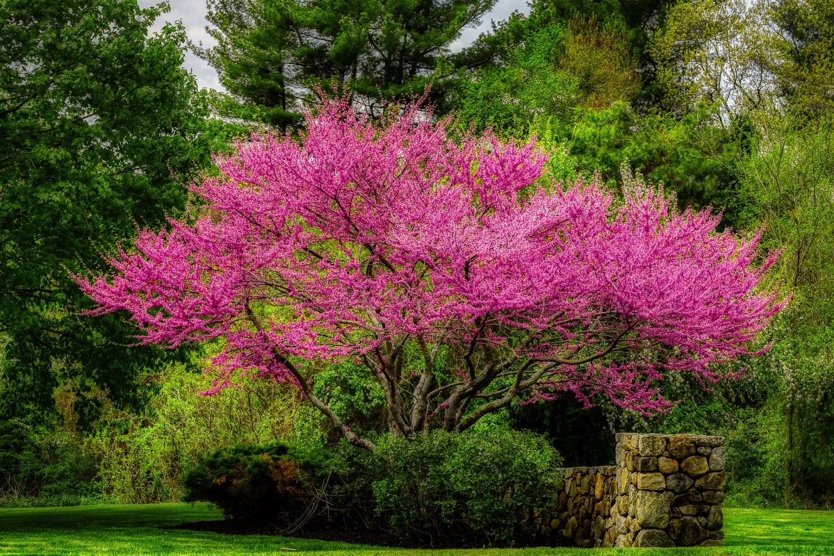 a tree with pink flowers surrounded by trees with green leaves.