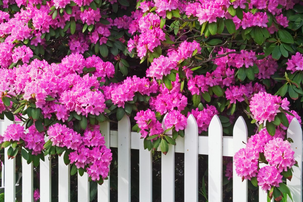 pink Rhododendron above a white picket fence.