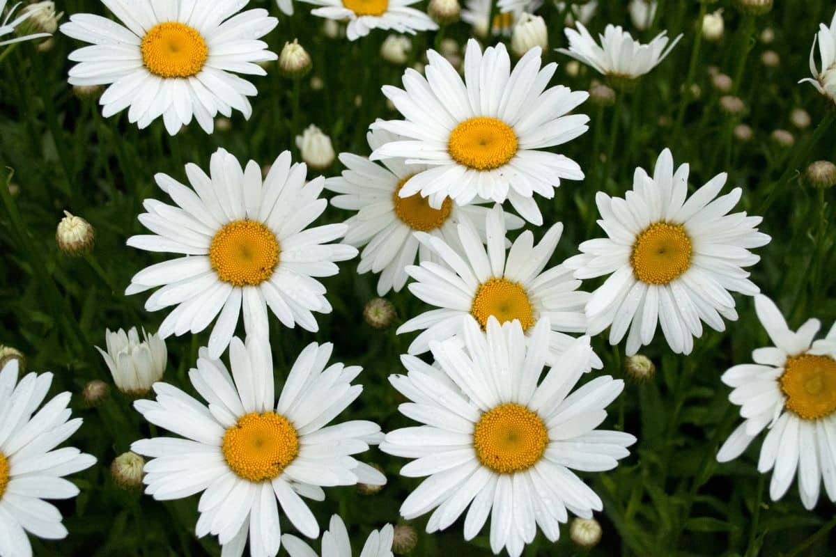 white daisies with a yellow center.