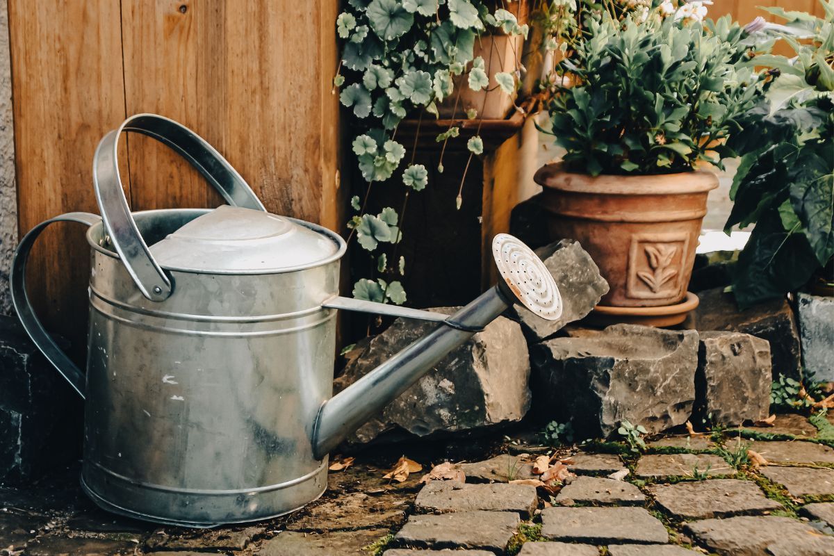 a watering can and some plants in pots.