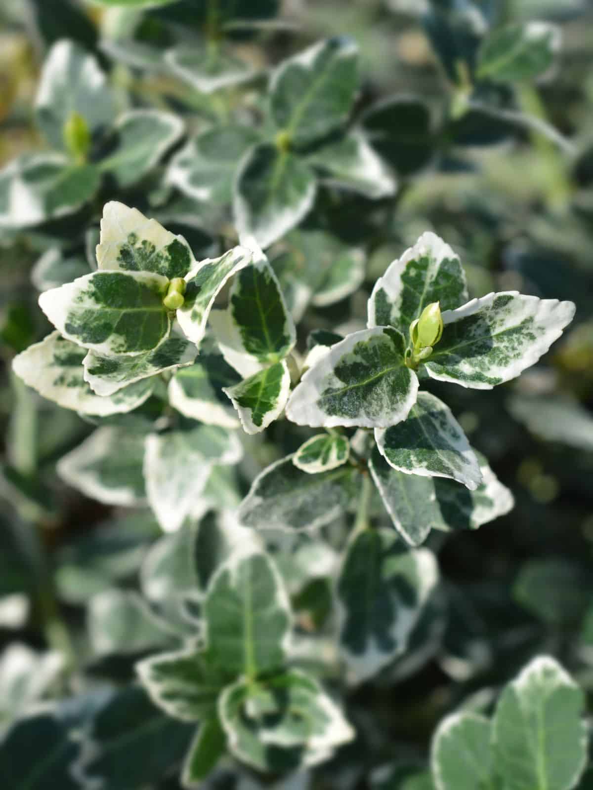 closeup of a wintercreeper shrub.