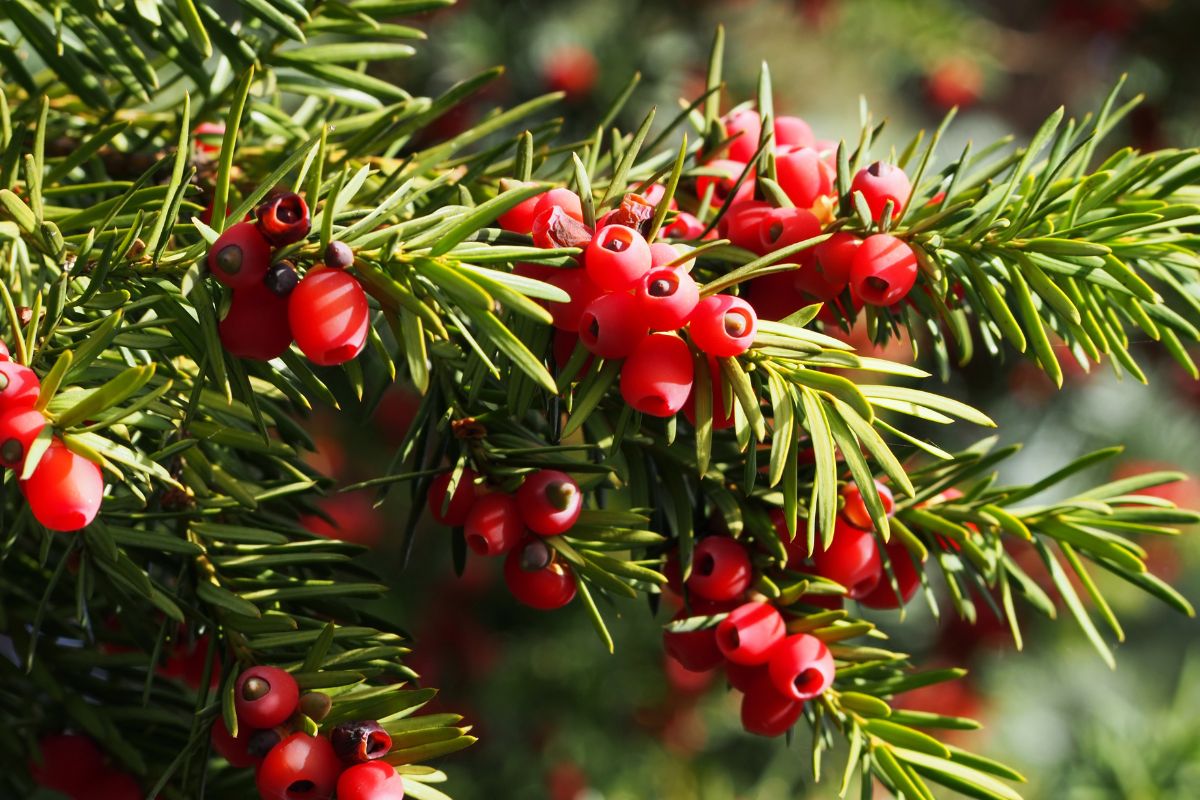 yew plant with red berries.