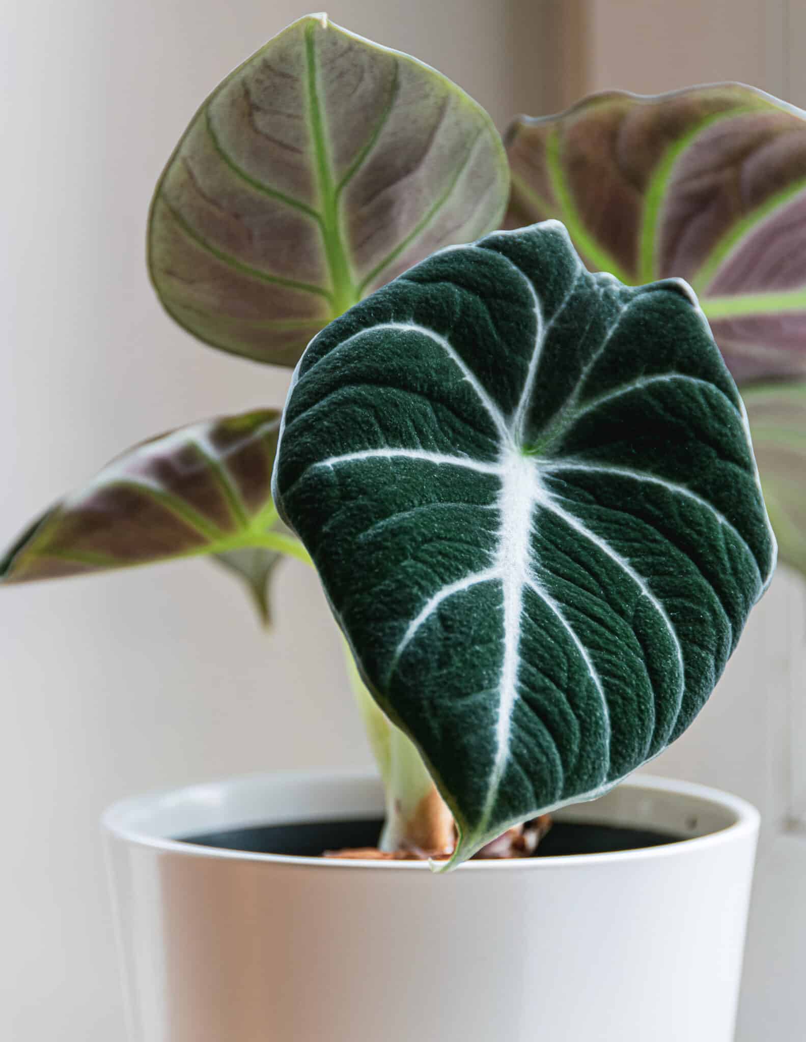 a closeup of a leaf of an Alocasia Black Velvet plant in a white pot.