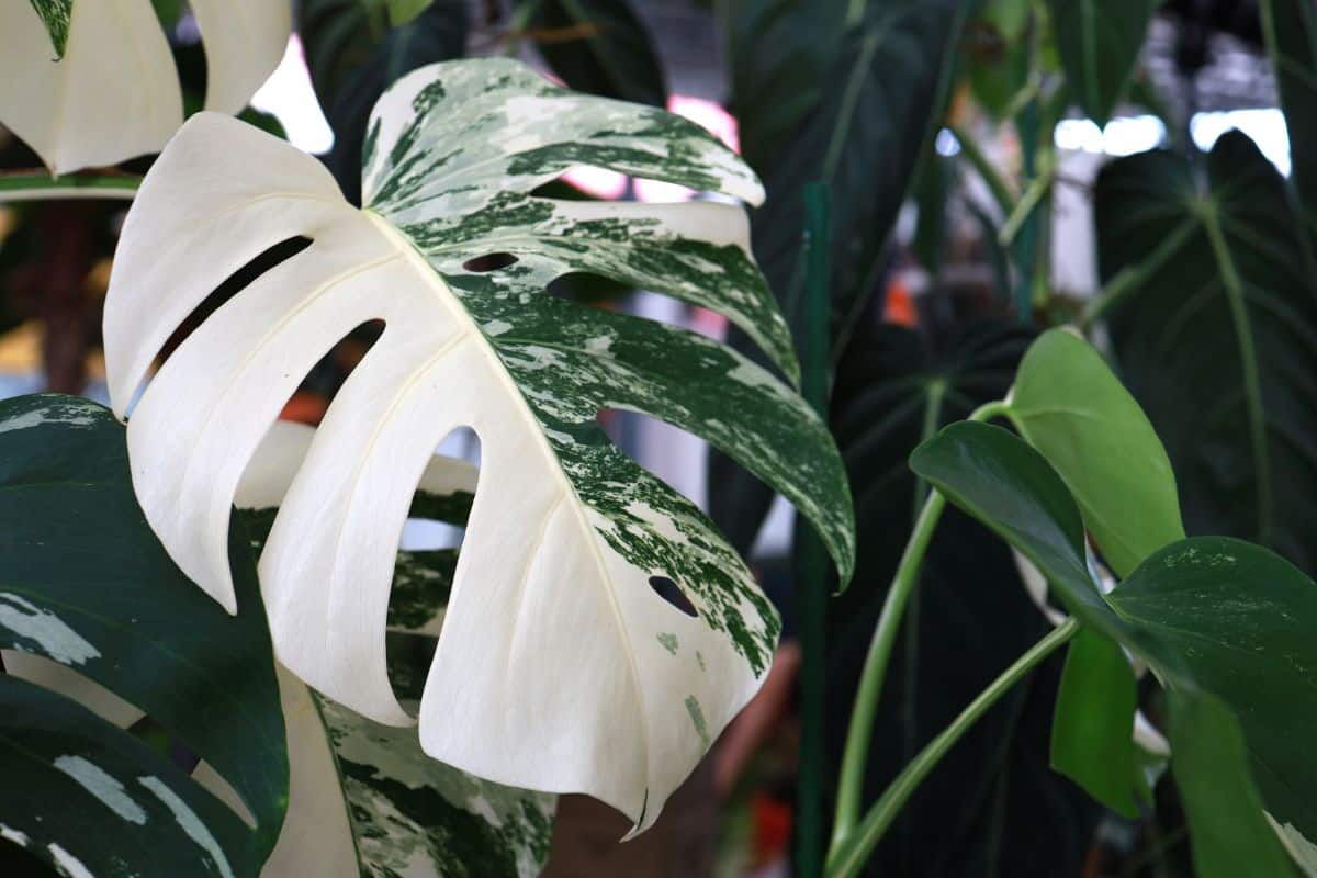 a Monstera Albo with white variegated leaves.