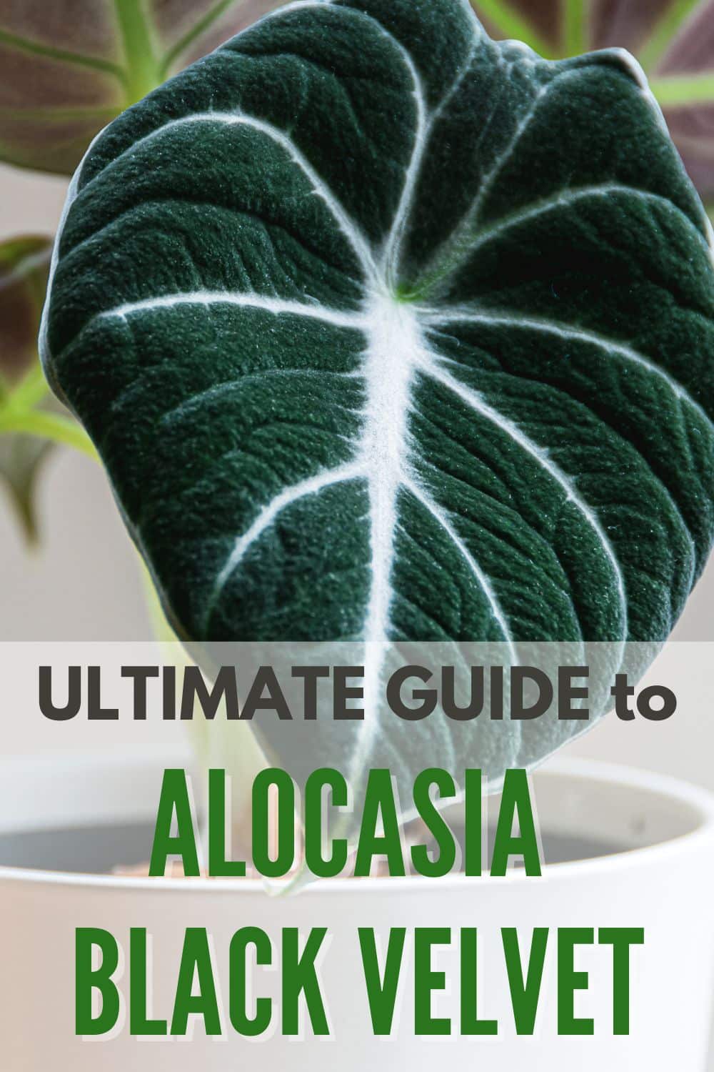 Learn all about how to grow and care for Alocasia Black Velvet, a variety of Alocasia reginula, a stunning plant with nearly black leaves. #alocasiablackvelvet #alocasiareginula #indoorplant #plantcare #tropicalplant via @wondermomwannab
