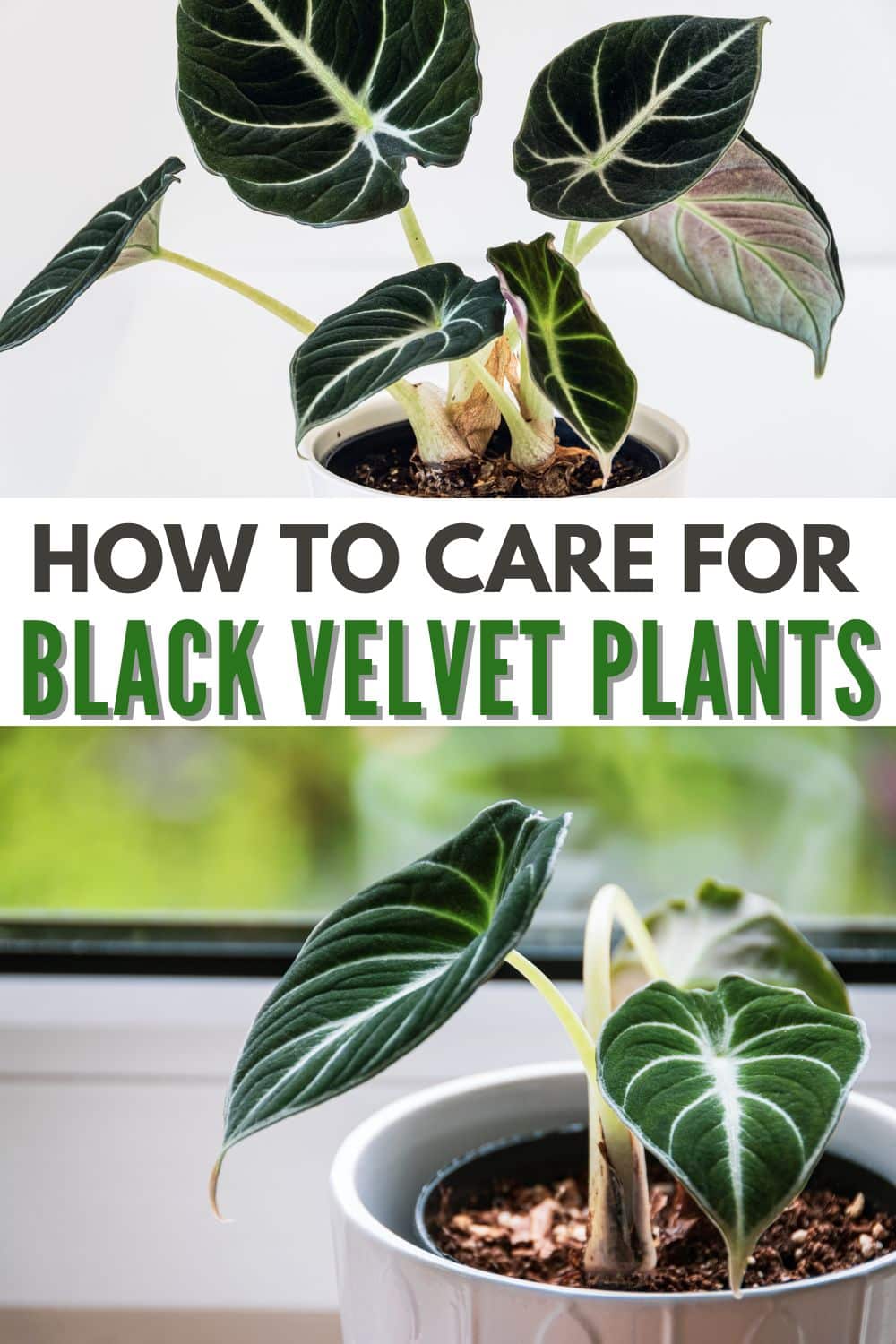 Learn all about how to grow and care for Alocasia Black Velvet, a variety of Alocasia reginula, a stunning plant with nearly black leaves. #alocasiablackvelvet #alocasiareginula #indoorplant #plantcare #tropicalplant via @wondermomwannab
