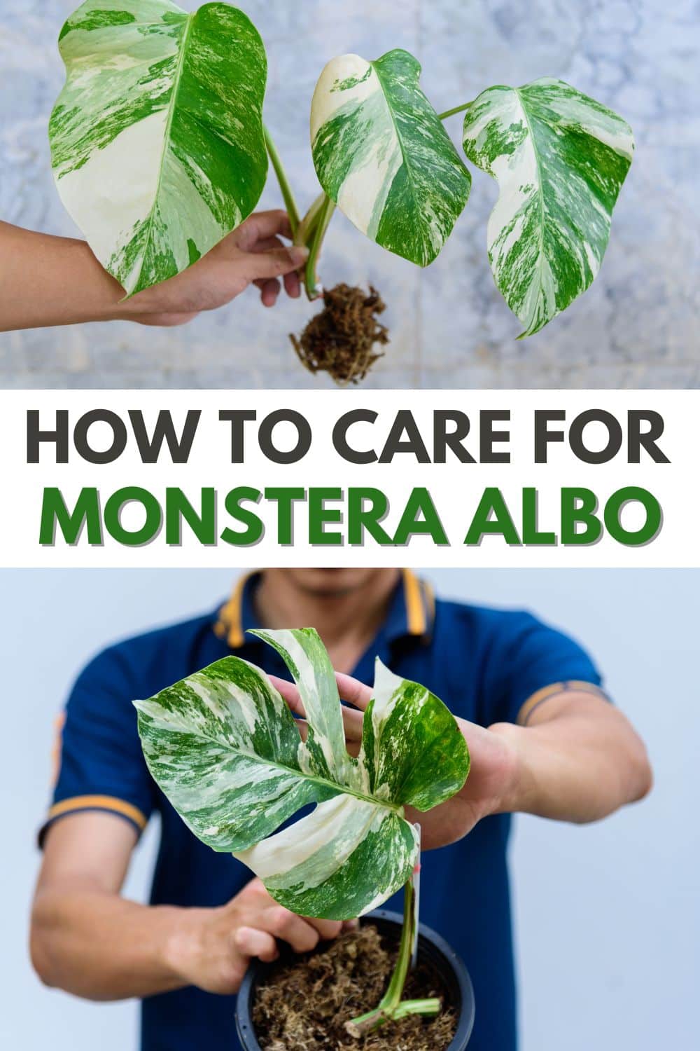 Elevate your houseplant collection with a beautiful monstera albo! Learn how to care for the variegated monstera with our indoor growing tips. #monsteraalbo #monsteraplant #houseplant #tropicalplant #rareplant via @wondermomwannab
