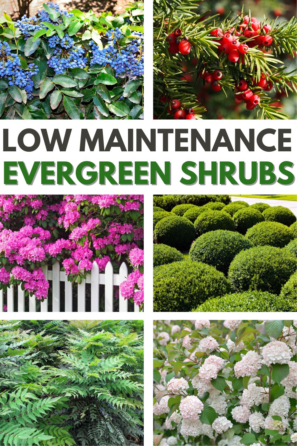 Low maintenance evergreen shrubs will add some greenery and texture to your landscape without the hassle of constant maintenance. #lowmaintenanceevergreenshrubs #evergreens #evergreenshrubs #lowmaintenance #hedge via @wondermomwannab