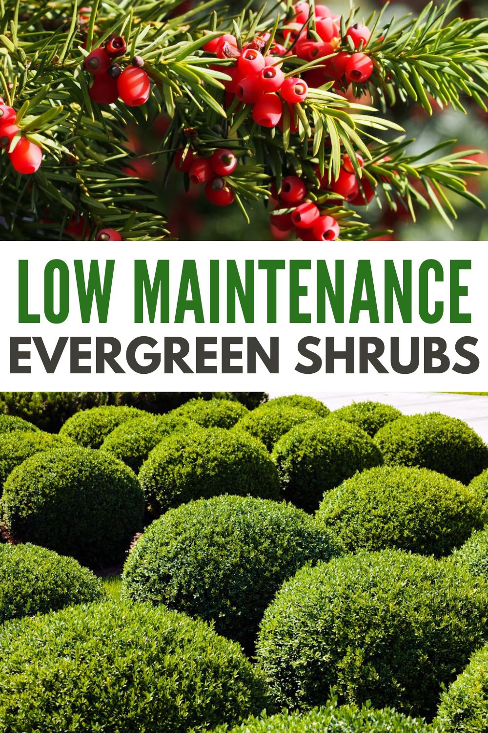 Low maintenance evergreen shrubs will add some greenery and texture to your landscape without the hassle of constant maintenance. #lowmaintenanceevergreenshrubs #evergreens #evergreenshrubs #lowmaintenance #hedge via @wondermomwannab