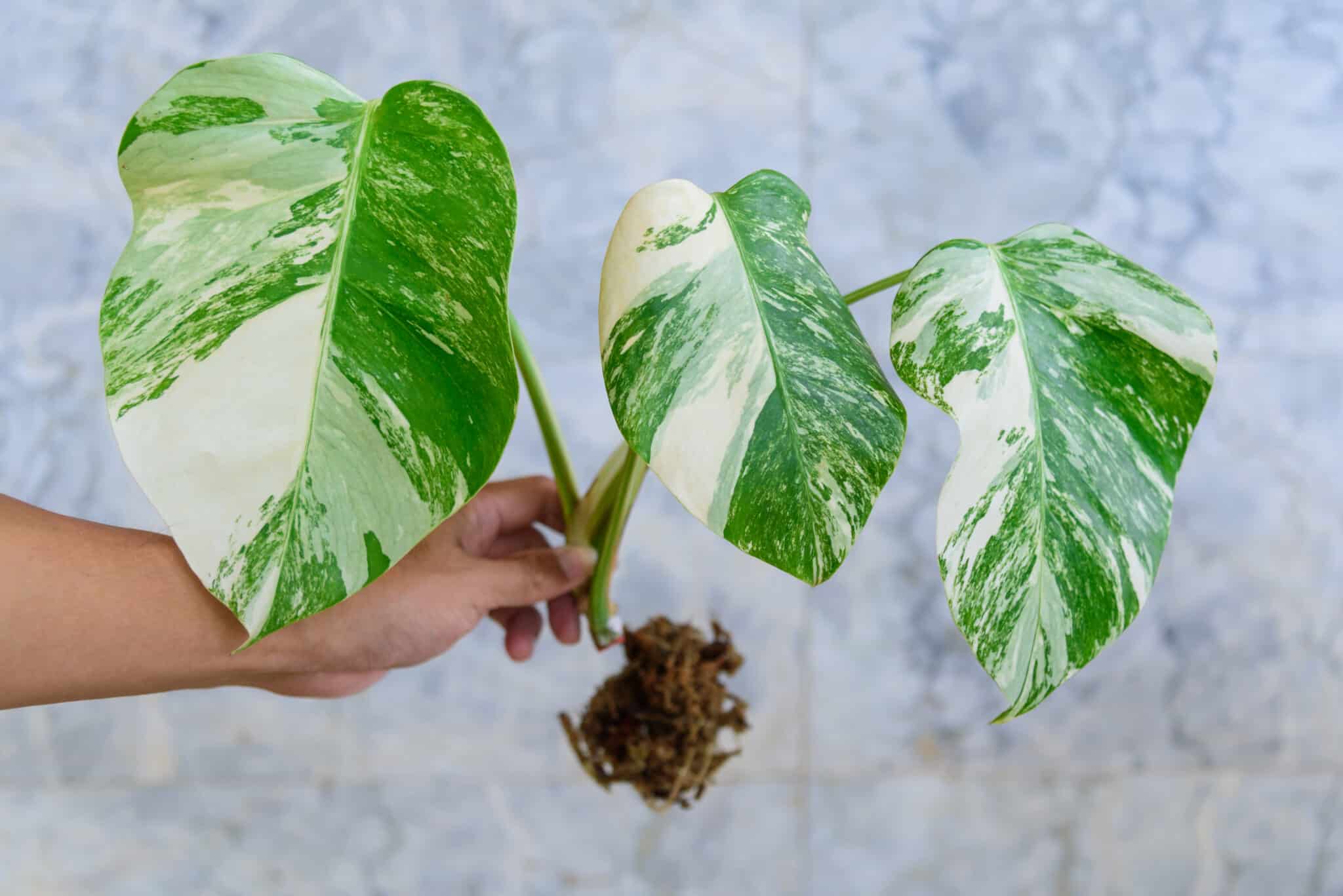 a person holding the leaves of a plant.