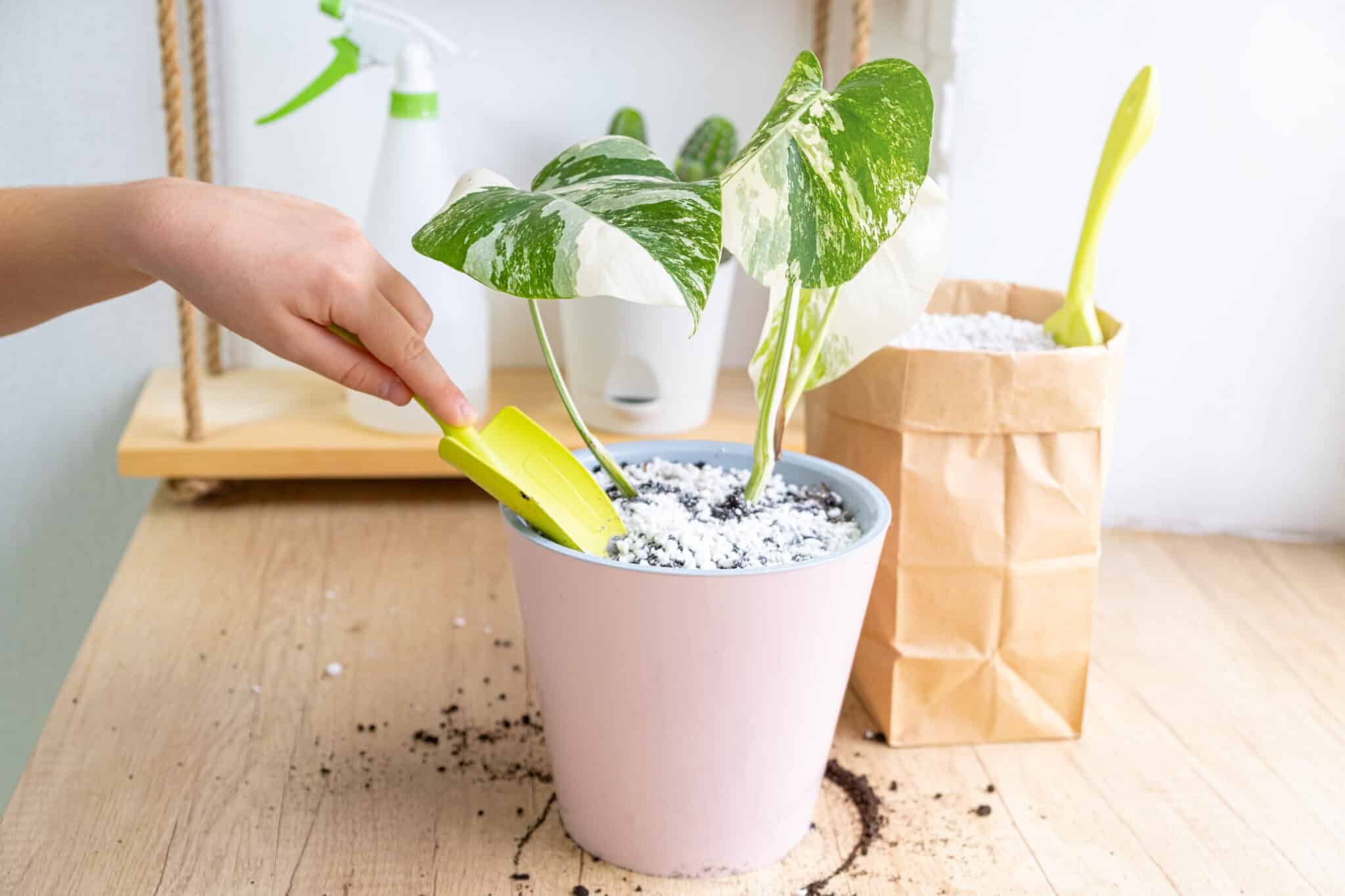 a hand using a shovel to put a plant in a pot.