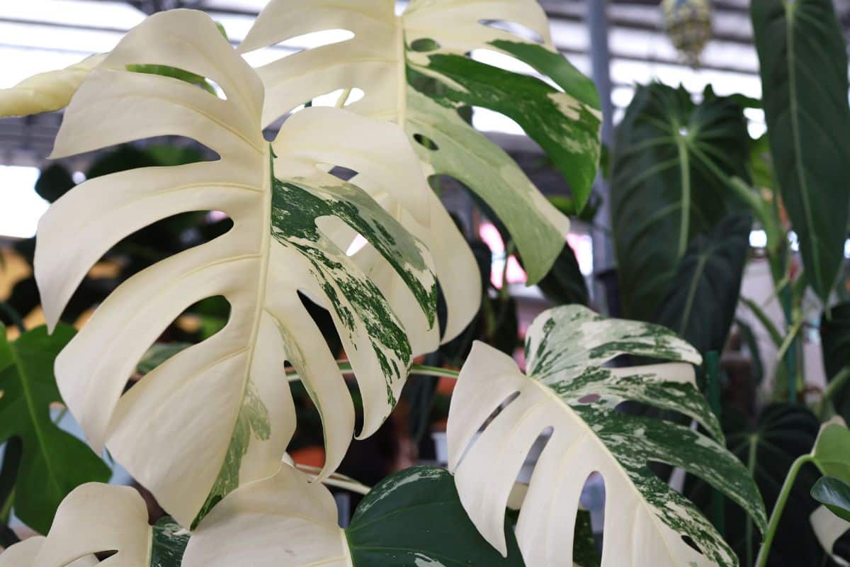 a plant with white variegated leaves.