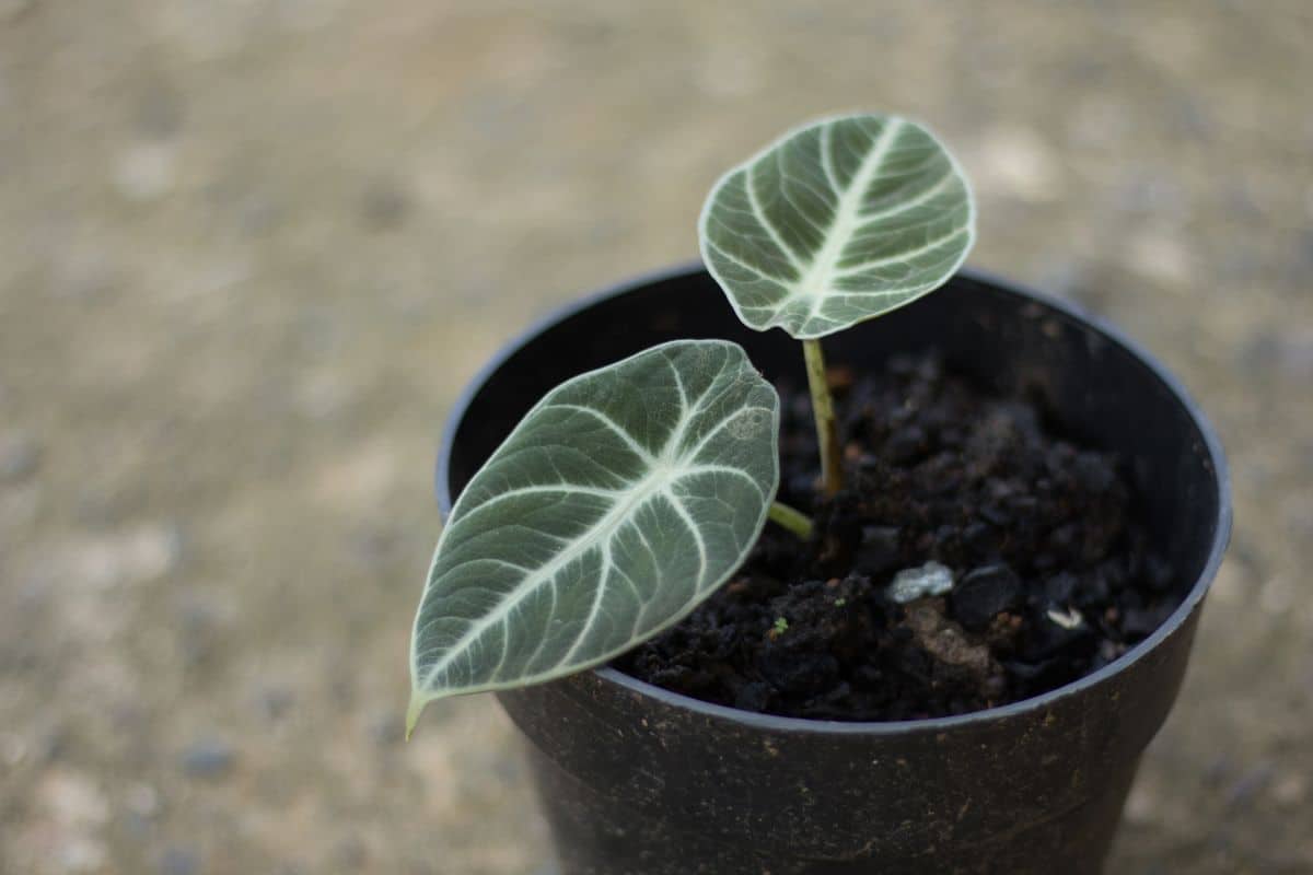 part of an Alocasia Black Velvet plant is replanted into a new black pot.