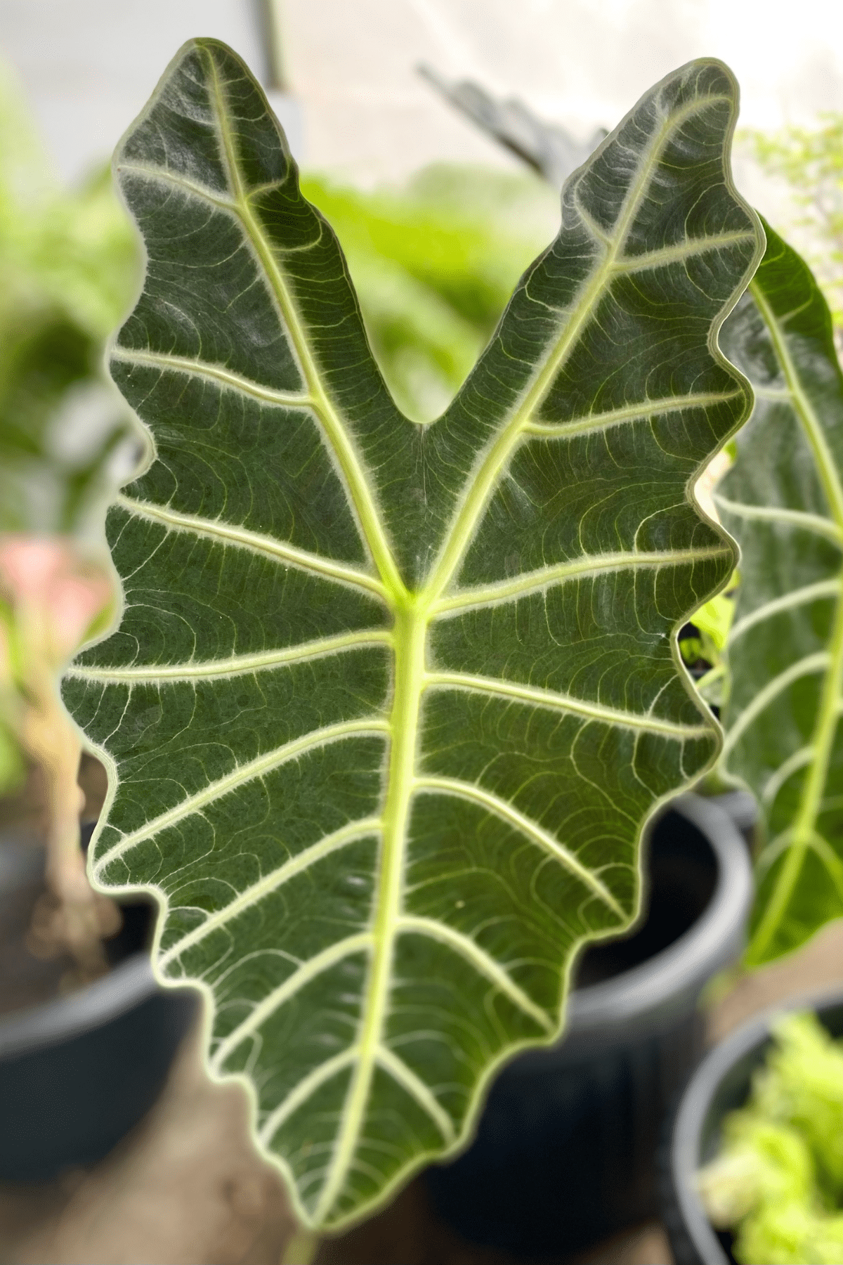Close up view of Alocasia Polly plant in a black pot.