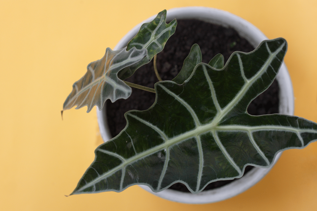 overhead view of Alocasia Amazonica in a white pot with yellow background.