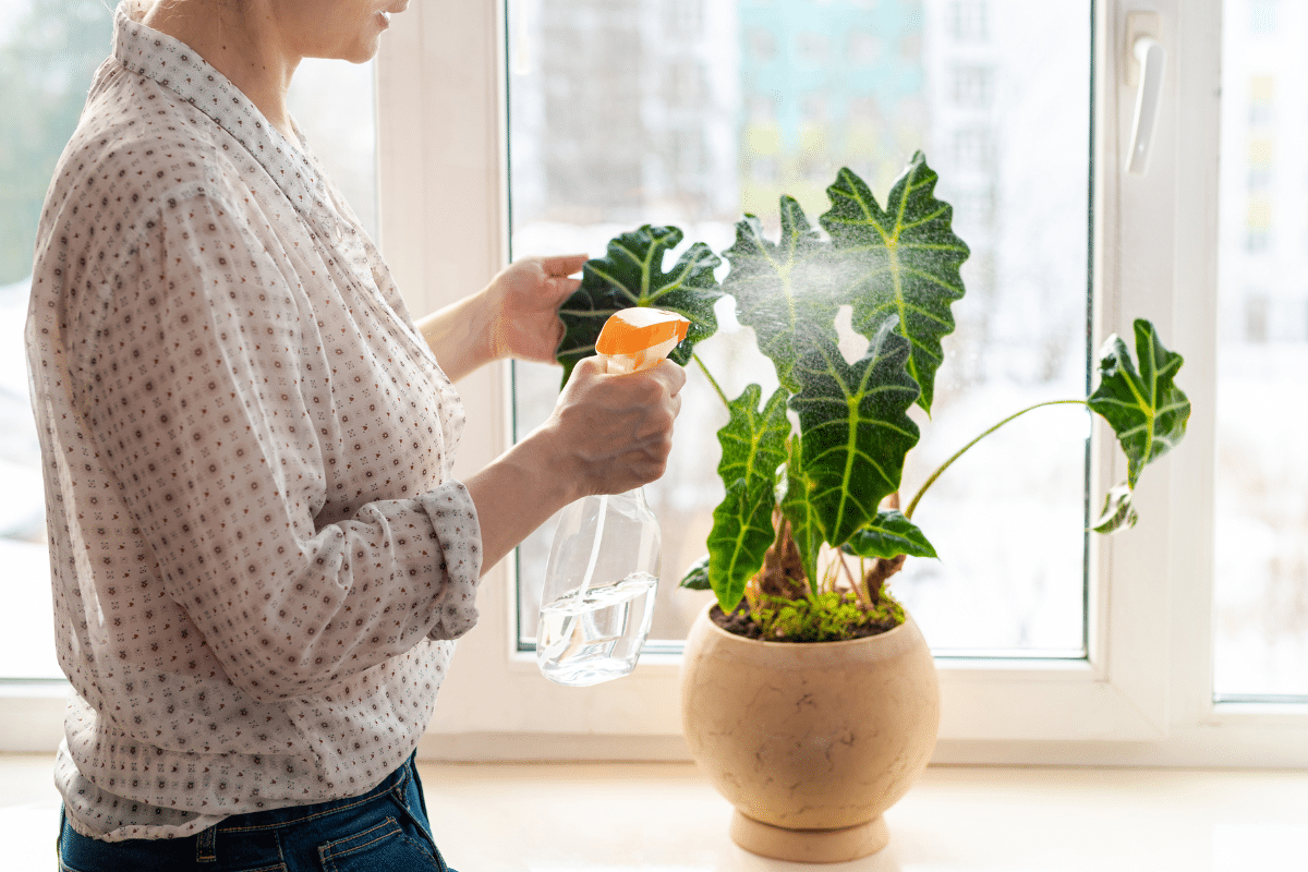 A woman spraying water on Alocasia Polly plant.