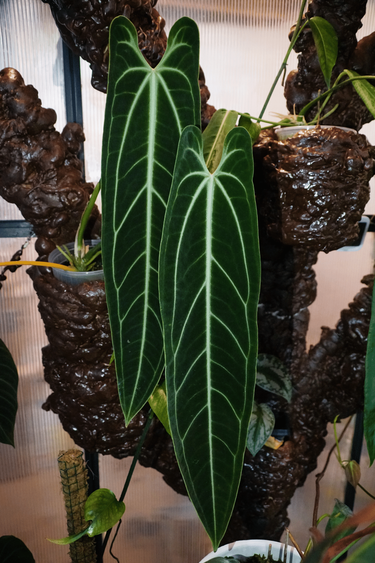 Close-up view of Anthurium Warocqueanum.