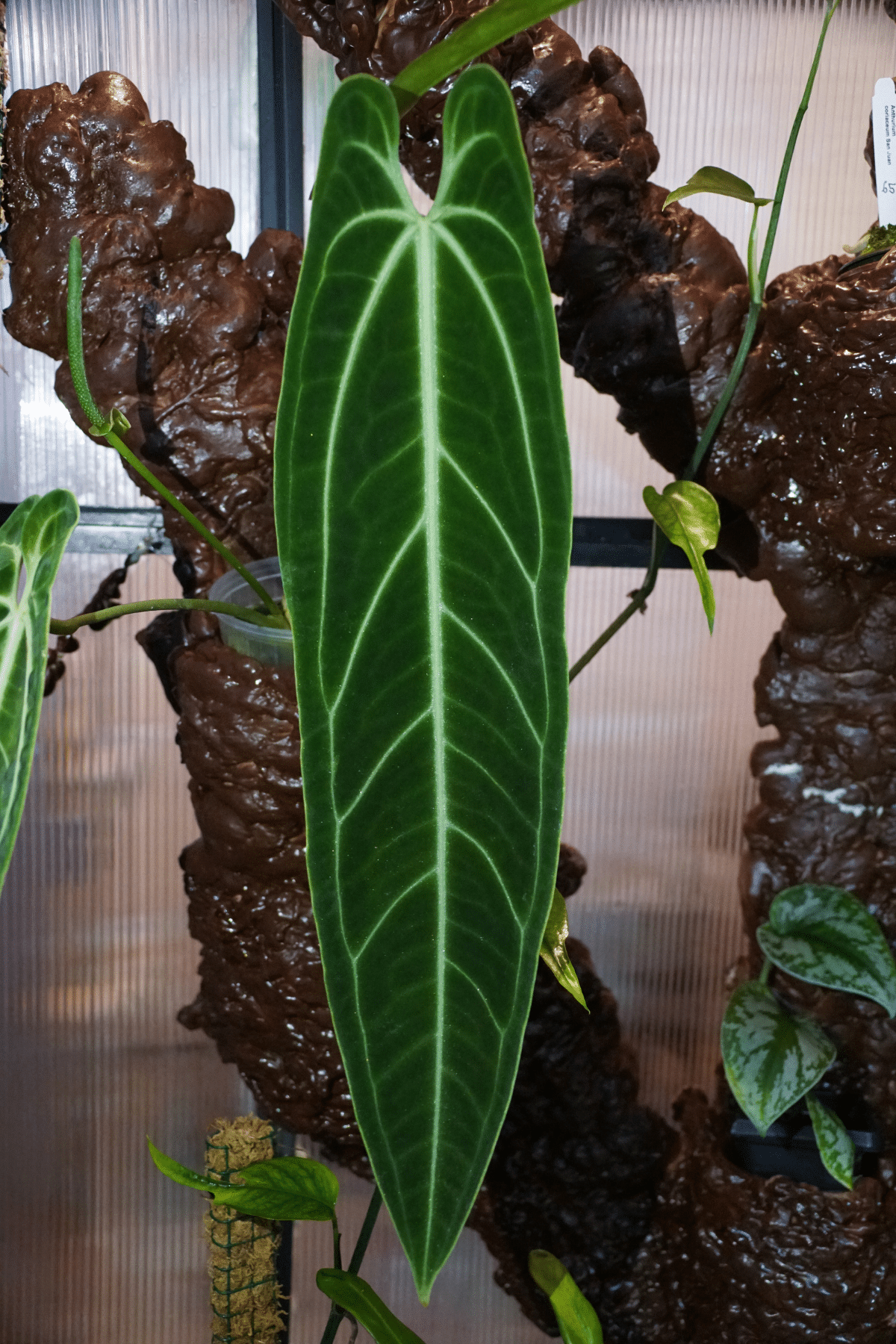 Close up look of Anthurium Warocqueanum.