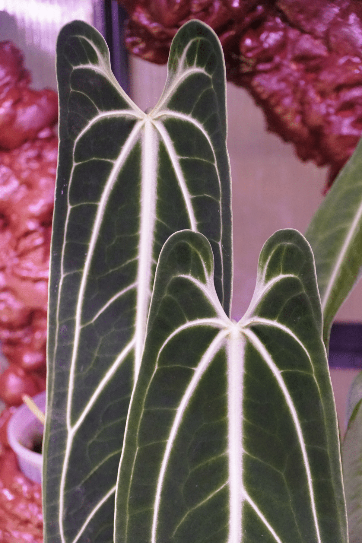 Close up look of Anthurium Warocqueanum.