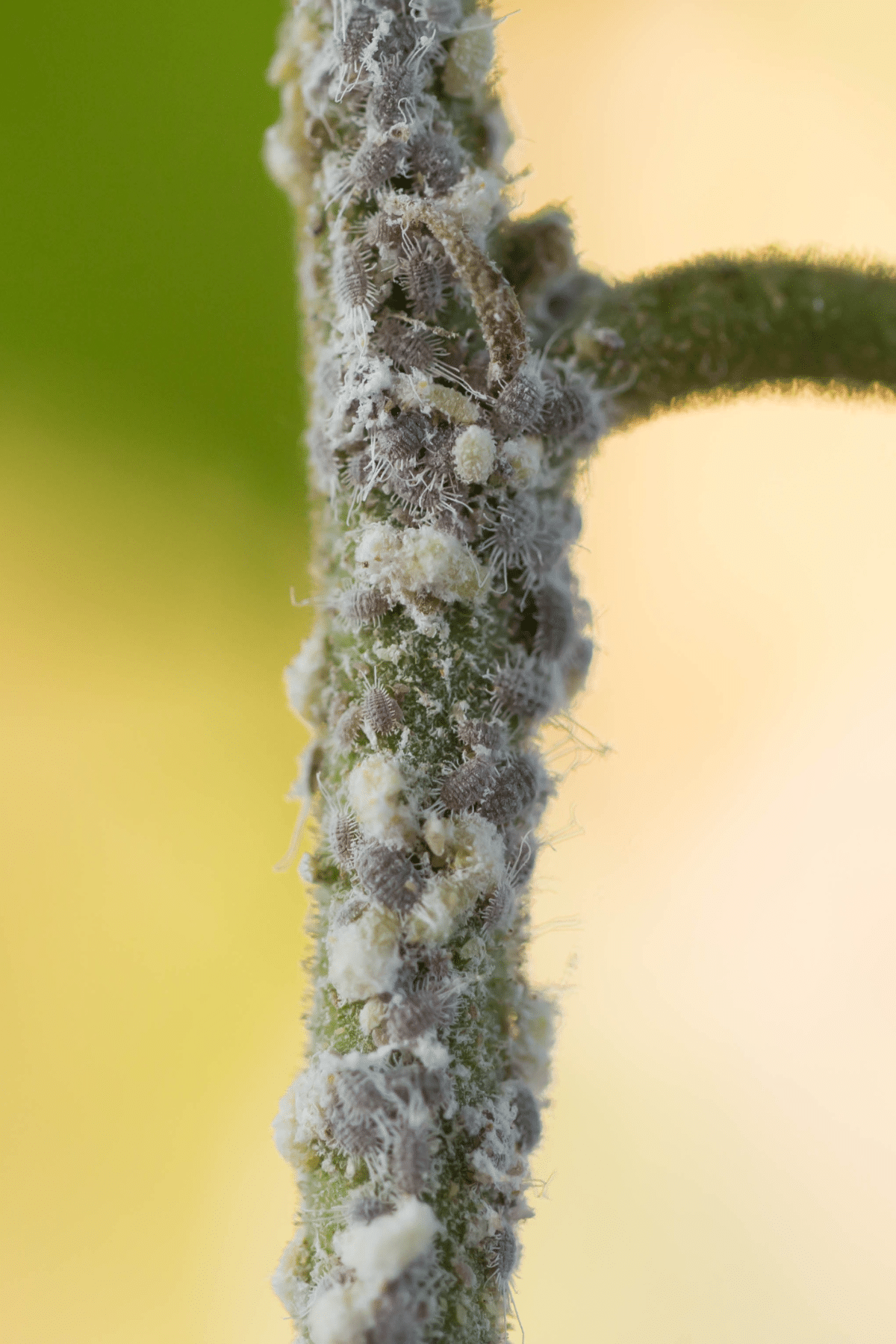 Mealybugs are holding on the branches.