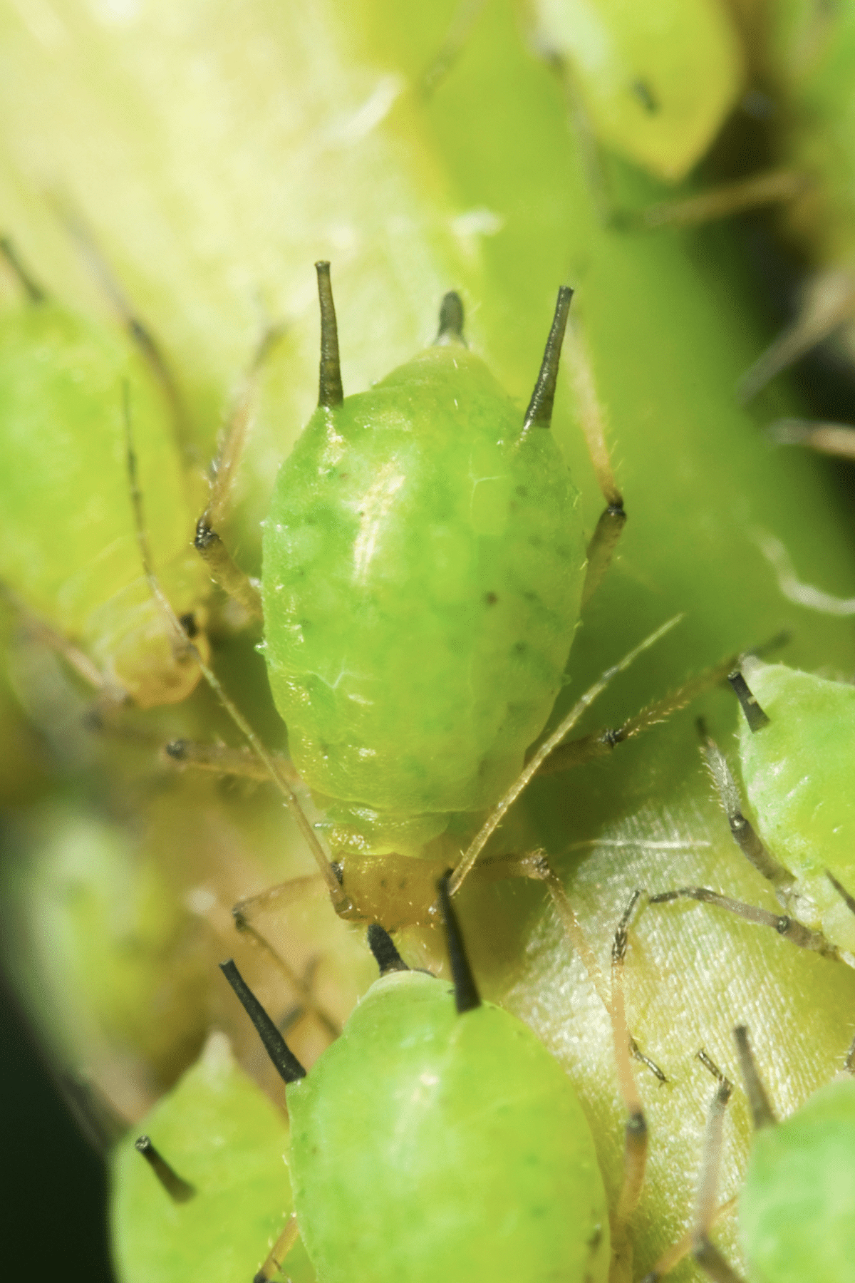 Micro view of green aphids.