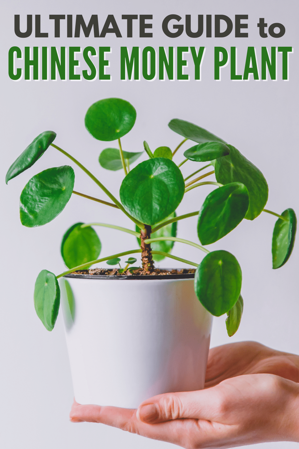 If you need a beginner-friendly addition to your homemaking adventures, learning about Chinese Money Plant Care is a must. #chinesemoneyplantcare #chinesemoneyplant #houseplant #pilea #pancakeplant via @wondermomwannab