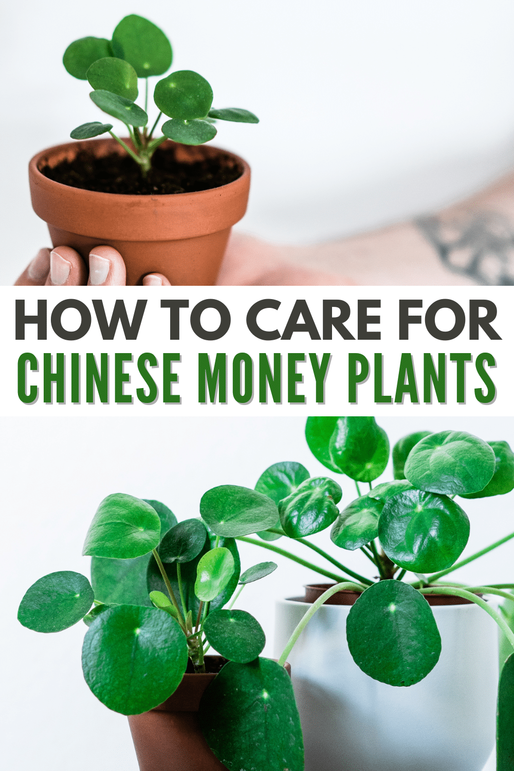 If you need a beginner-friendly addition to your homemaking adventures, learning about Chinese Money Plant Care is a must. #chinesemoneyplantcare #chinesemoneyplant #houseplant #pilea #pancakeplant via @wondermomwannab