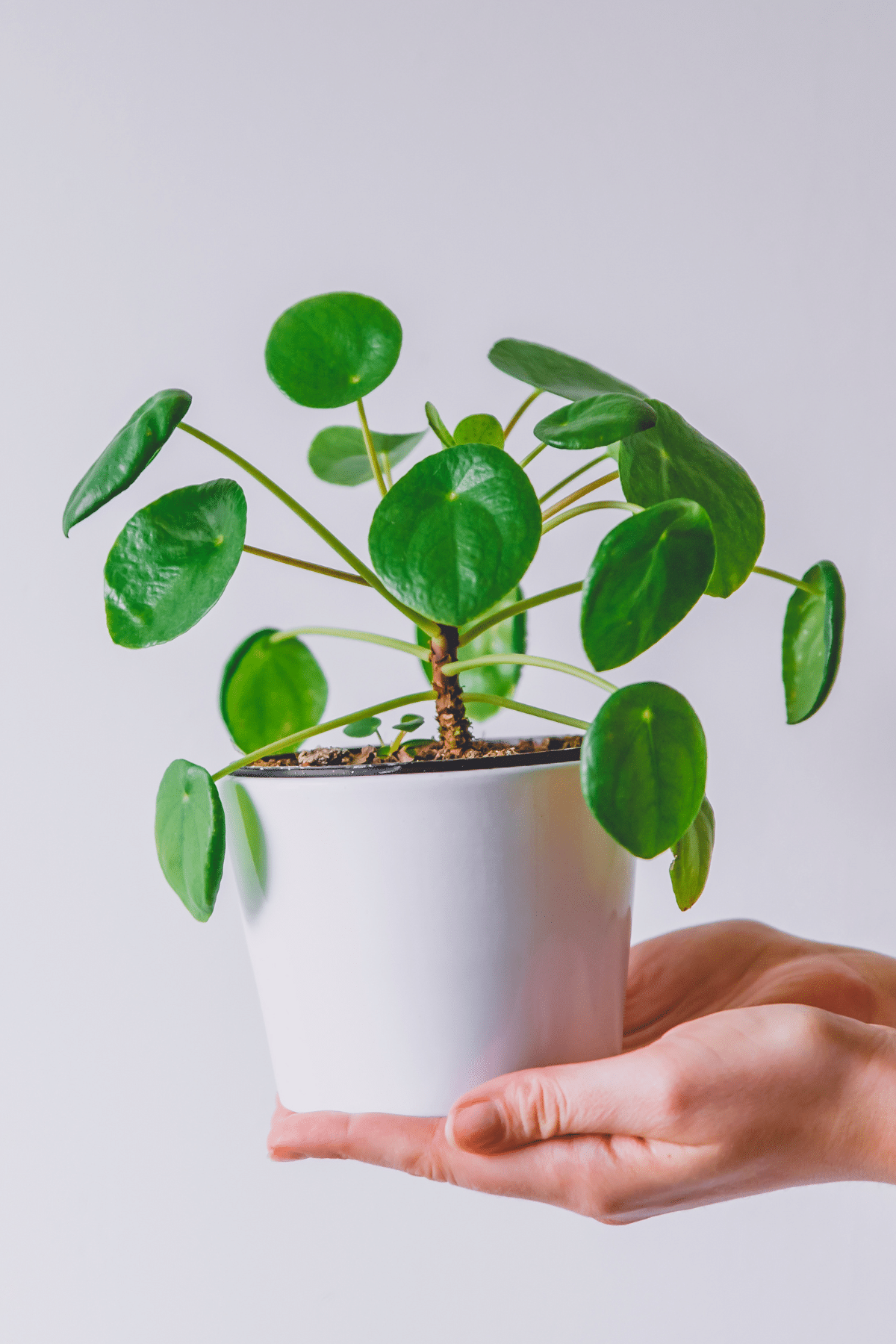 Hands holding Chinese money plant in a white pot.