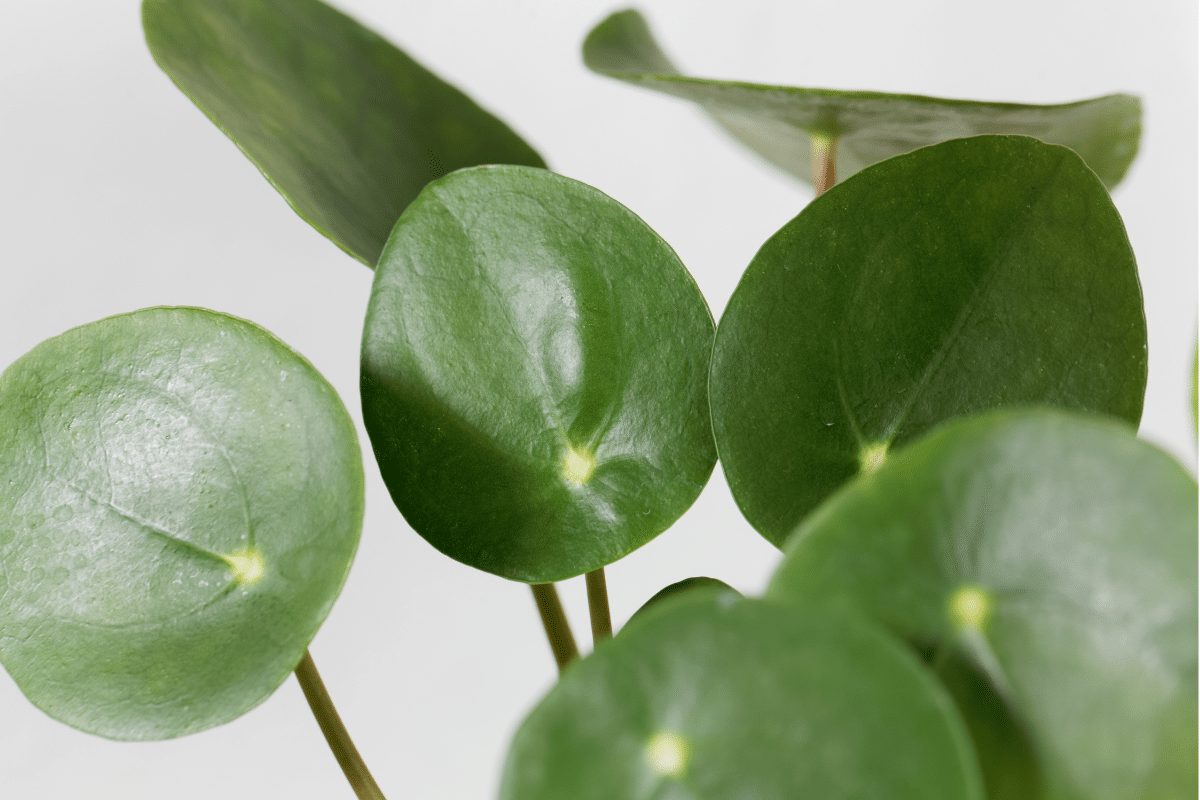 Leaves of a Chinese Money Plant.
