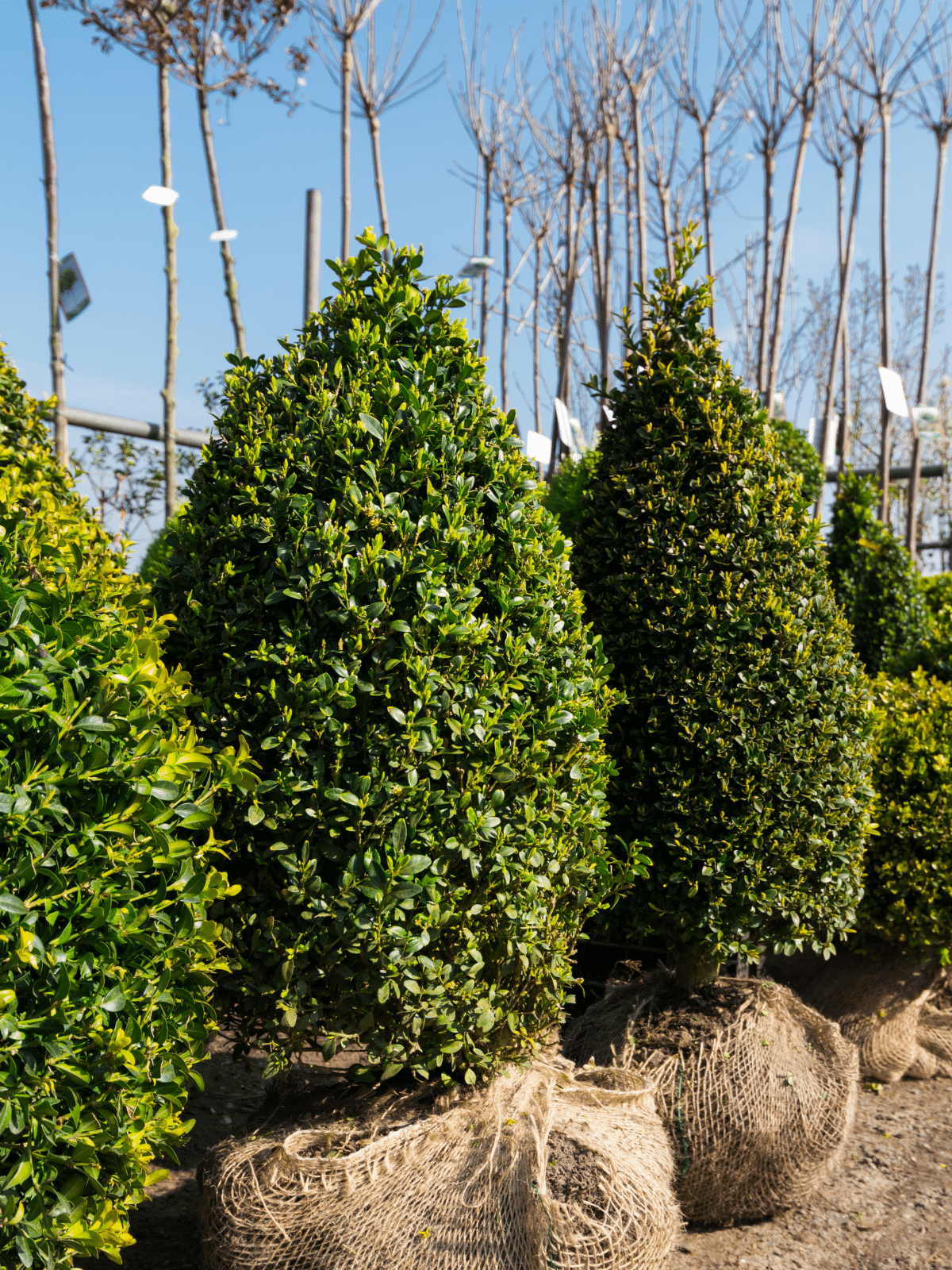 Close up view of Green Mountain Boxwood.