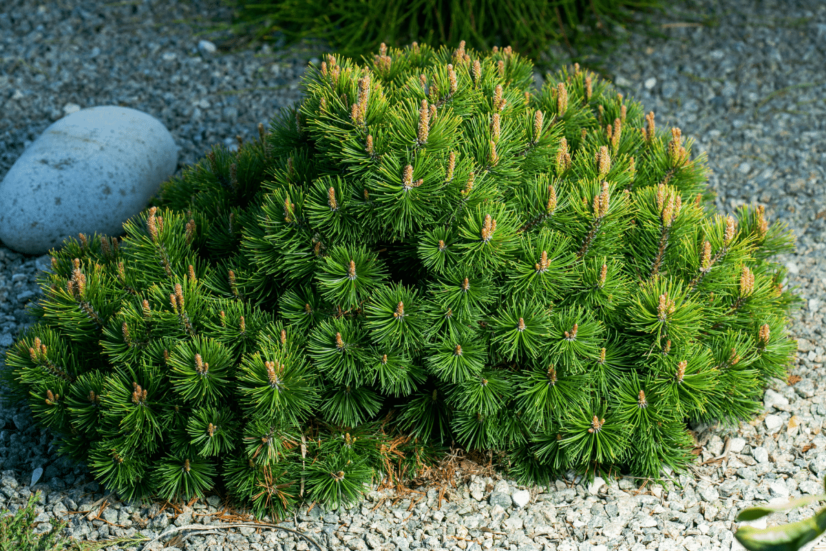 Dwarf Mugo Pine in the rocky garden.