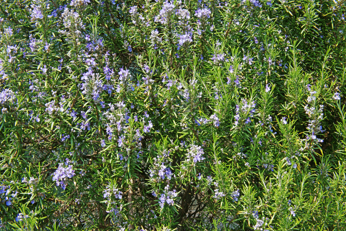 Close up view of Arp Rosemary in the garden.
