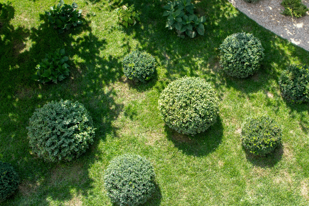 overhead view of a lawn with evergreen boxwood plants.