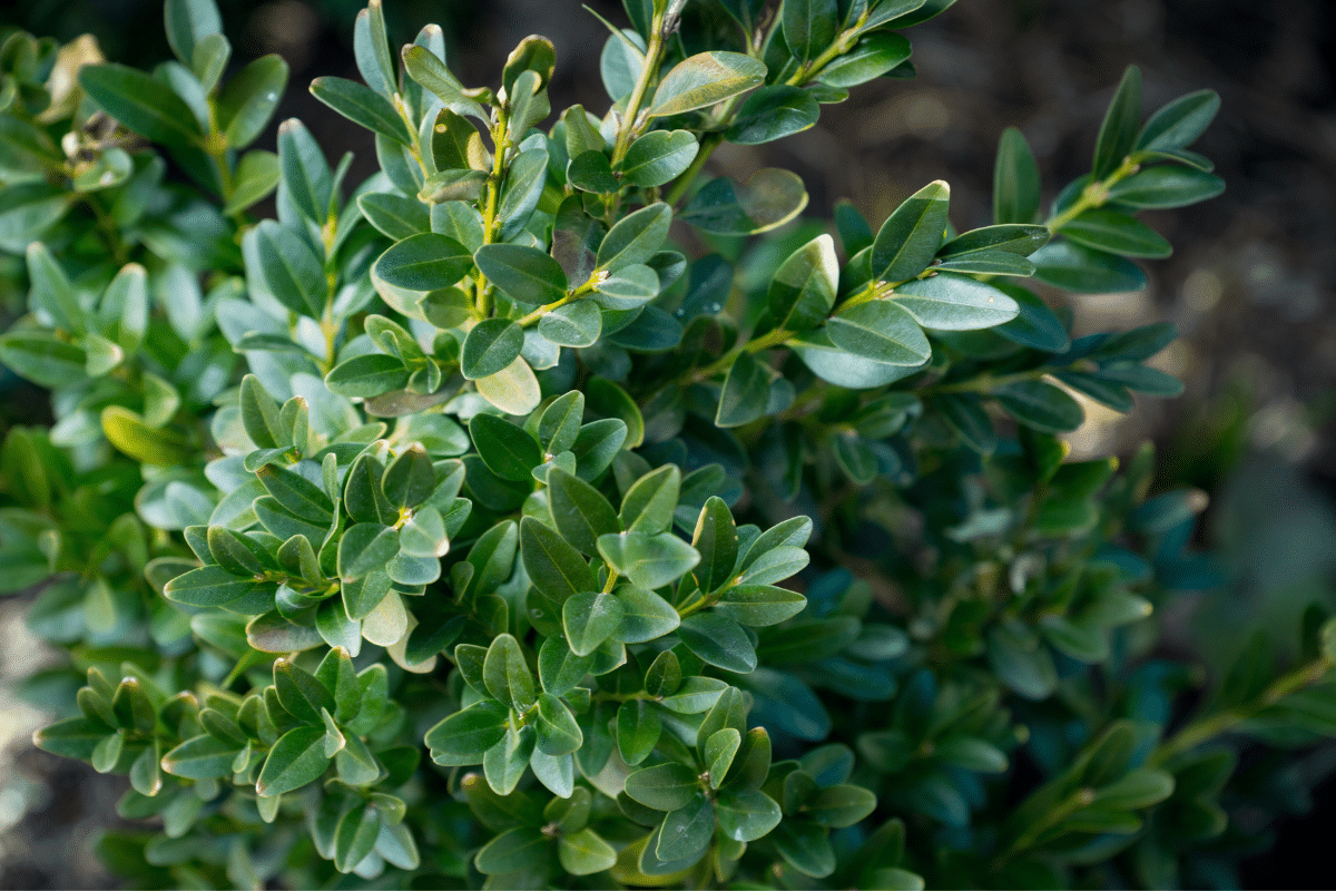 Close up view of green gem boxwood.