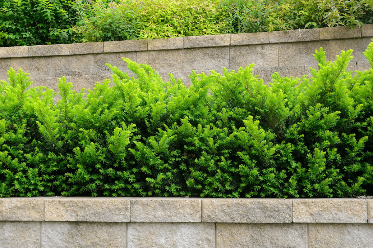 Tiered retaining wall with Yew Shrubs.